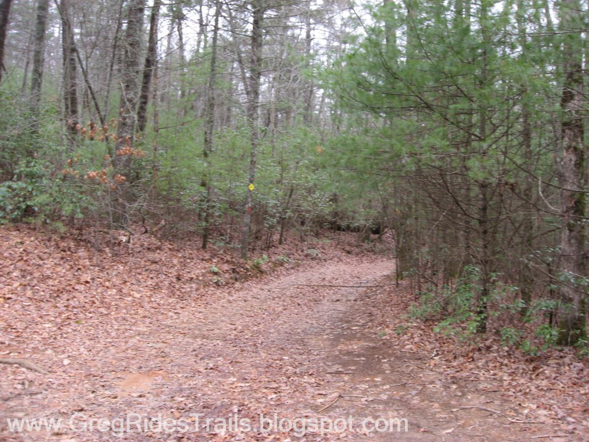 A winding dirt trail surrounded by dense trees and foliage, with fallen leaves covering the ground. The path curves gently through the woods, showcasing a mix of green and dry vegetation typical of a forested area. Bull / Jake Mountain mountain bike trail.