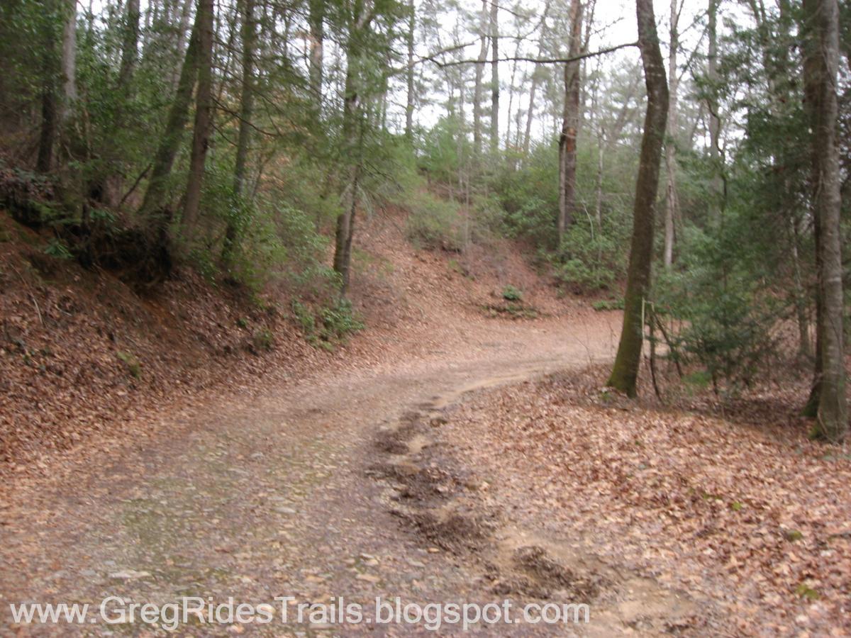 A winding dirt path surrounded by trees and fallen leaves, in a wooded area, with gentle slopes and greenery along the sides. The scene is peaceful and evokes a sense of nature and tranquility. Bull / Jake Mountain mountain bike trail.