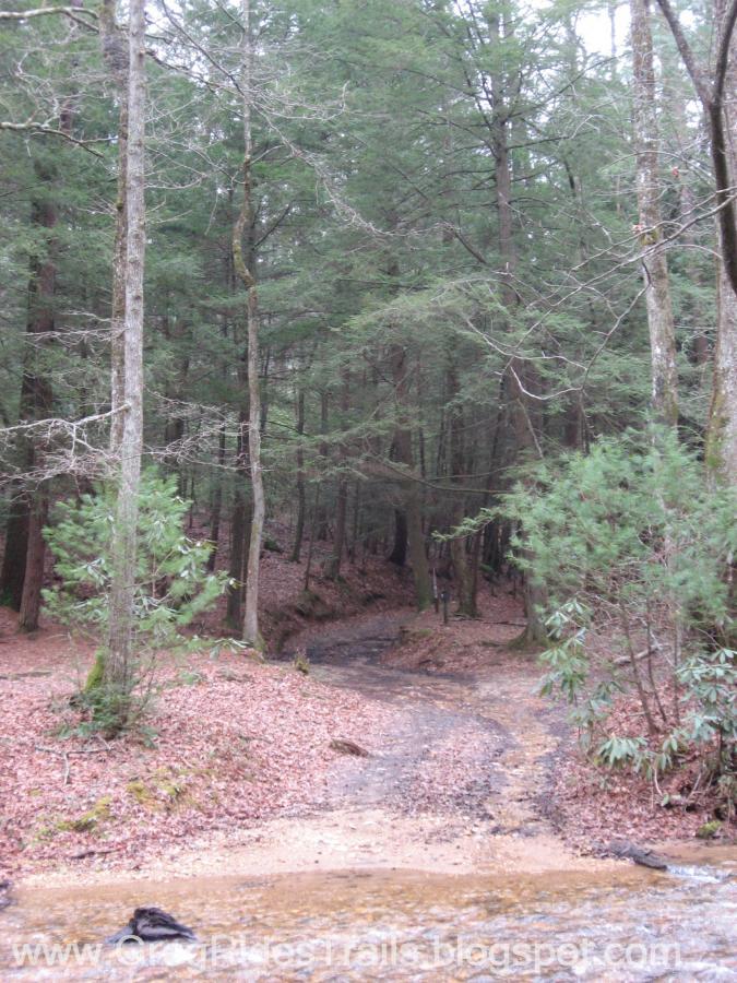 A tranquil forest scene featuring a winding dirt path surrounded by tall trees. The ground is covered with fallen leaves, and a small creek runs alongside the path, reflecting the peacefulness of the wooded environment. Bull / Jake Mountain mountain bike trail.