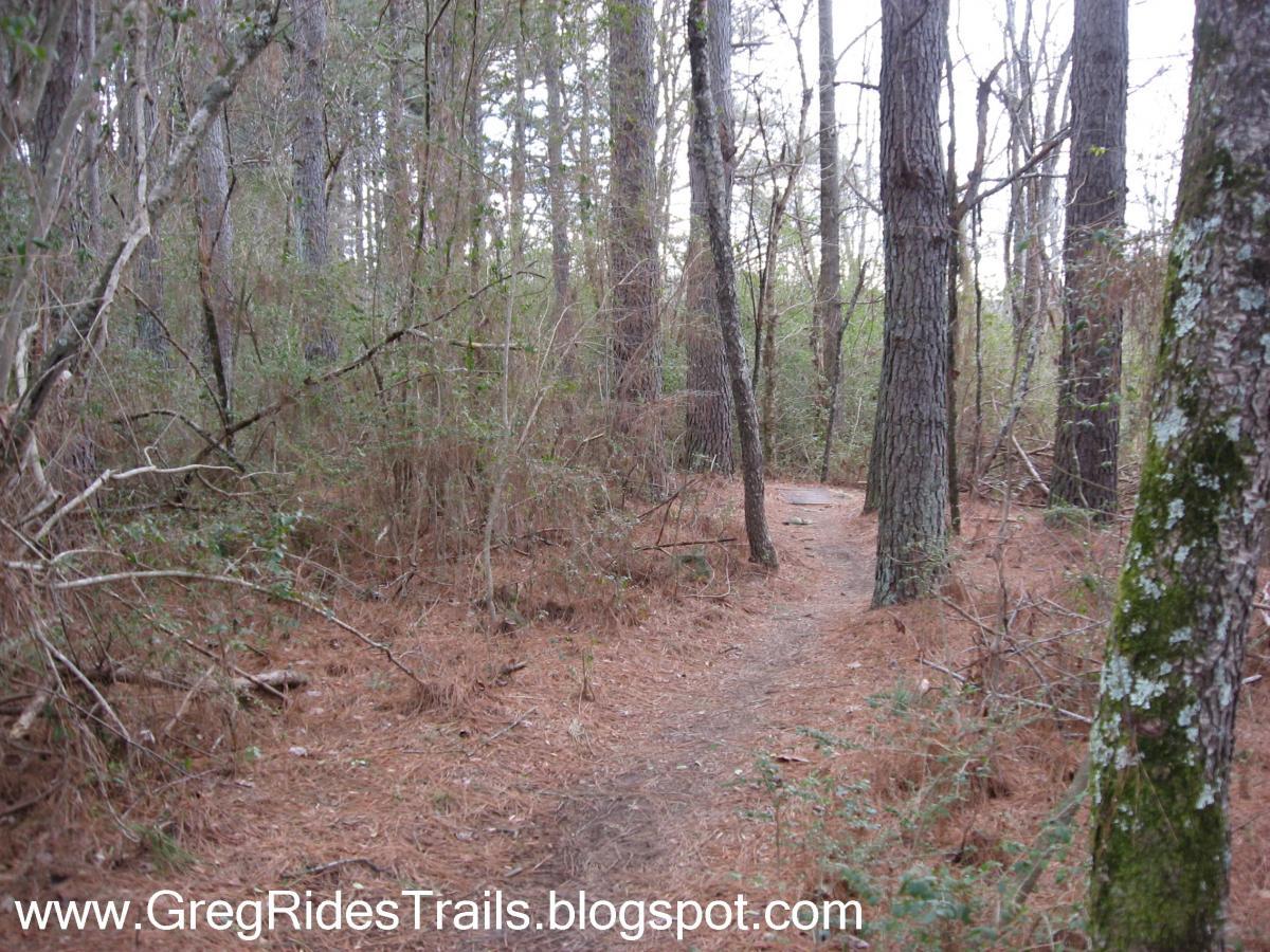 A dense forest with tall trees and a narrow dirt path winding through the underbrush, covered in pine needles and surrounded by greenery. Gainesville College mountain bike trail.