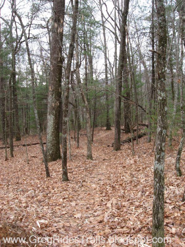 A wooded trail winding through a forest, covered with fallen leaves and surrounded by tall trees. The landscape is serene and natural, with a mix of bare branches and evergreens, suggesting a cool, possibly late autumn or winter setting. Bull / Jake Mountain mountain bike trail.