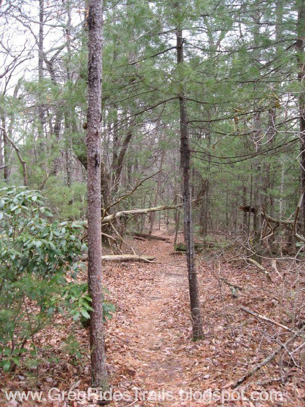 A narrow dirt trail winds through a dense forest, flanked by tall pine trees and scattered underbrush. The ground is covered with fallen leaves, suggesting a serene, natural environment. The trail appears to lead further into the woods, with varying shades of green from the foliage above. Bull / Jake Mountain mountain bike trail.