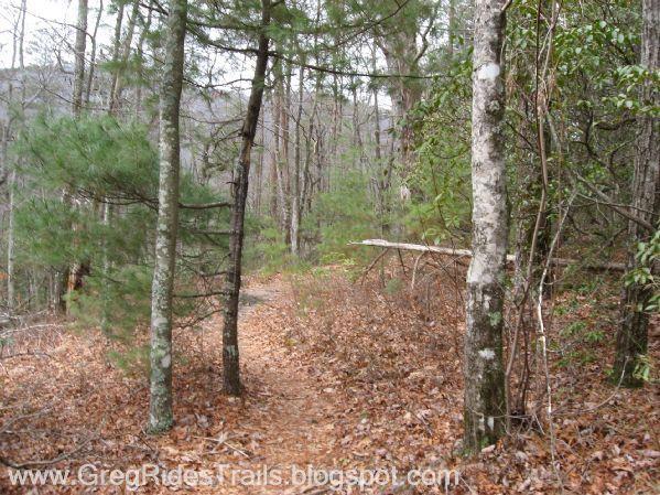 A tranquil forest path surrounded by trees and underbrush, with fallen leaves covering the ground, leading deeper into the woods. Bull / Jake Mountain mountain bike trail.