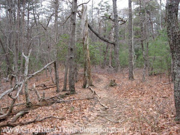 A wooded trail lined with bare trees and scattered fallen leaves, winding through a forest. A visibly dead tree stands prominently along the path while green foliage is visible in the background, hinting at the transition between seasons. The scene is serene, showcasing the natural beauty of the forest environment. Bull / Jake Mountain mountain bike trail.