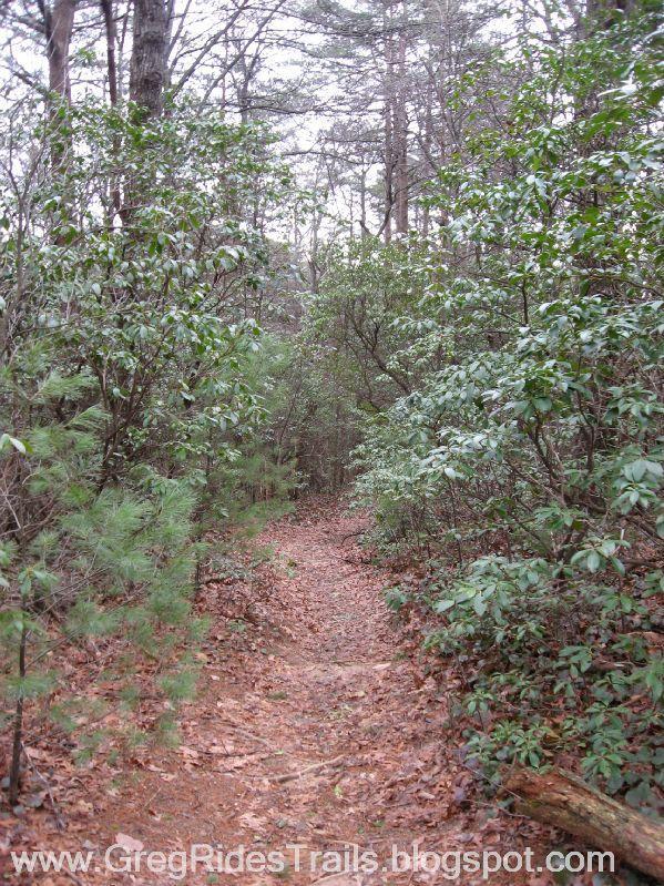 A narrow dirt trail winding through a dense forest, surrounded by green vegetation and trees, with fallen leaves along the path. The atmosphere appears tranquil and natural, suggesting a serene hiking experience. Bull / Jake Mountain mountain bike trail.
