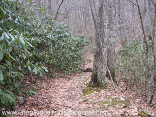 A narrow hiking trail meanders through a forest with bare trees and lush green bushes on either side. The ground is covered with fallen leaves and patches of rocky terrain. The scene evokes a tranquil, natural atmosphere, inviting exploration. Bull / Jake Mountain mountain bike trail.