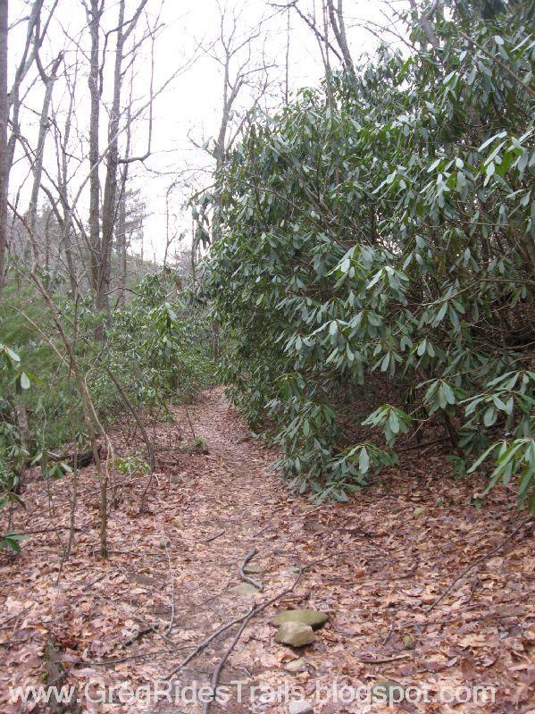 A narrow dirt path surrounded by lush green shrubs and bare trees in a forested area, with fallen leaves covering the ground. The scene suggests a tranquil, natural environment ideal for hiking or walking. Bull / Jake Mountain mountain bike trail.
