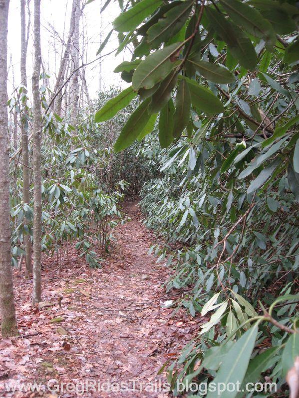 A narrow dirt trail winding through dense greenery, flanked by tall trees and lush rhododendron leaves, with fallen leaves scattered along the ground. The scene conveys a serene and natural outdoor setting, perfect for hiking or exploring. Bull / Jake Mountain mountain bike trail.