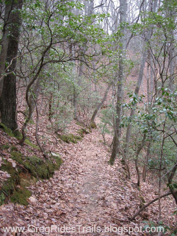 A narrow trail winding through a forest, surrounded by trees and shrubs. The ground is covered with fallen leaves, and the scene has a muted, misty atmosphere, suggesting a calm, natural setting. Bull / Jake Mountain mountain bike trail.