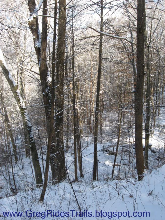 A snowy forest scene featuring tall trees dusted with snow. The ground is blanketed in white snow, and the trees are bare, with some displaying a hint of winter sunlight filtering through the branches. The image captures the serene beauty of a winter woodland. Fontana Village mountain bike trail.