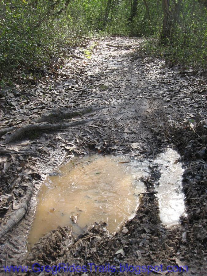 A muddy forest trail with patches of standing water and scattered fallen leaves surrounded by green foliage and trees. Gainesville College mountain bike trail.