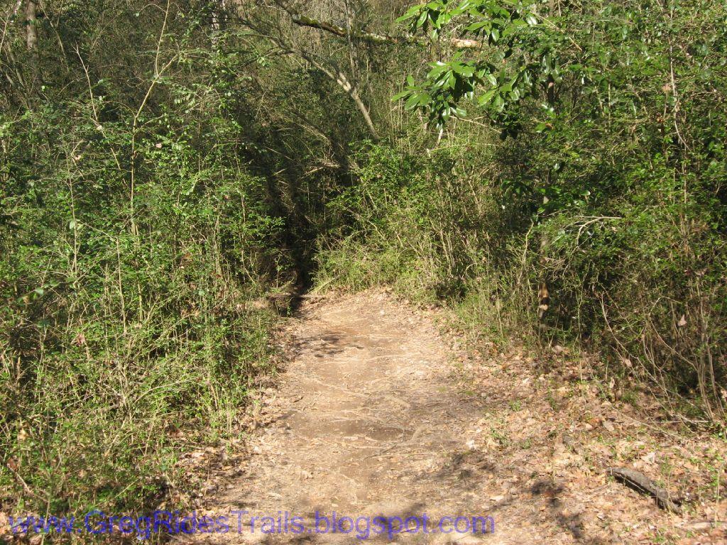 A narrow dirt path leading through dense greenery in a wooded area, with sunlight filtering through the trees. The path is surrounded by various types of foliage, indicating a natural, peaceful outdoor setting. Gainesville College mountain bike trail.