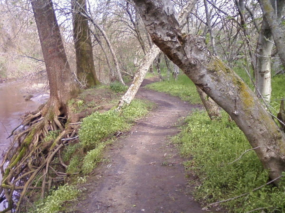 A serene path along a riverbank, bordered by tall trees with exposed roots, surrounded by lush greenery and underbrush. The trail is unpaved and meanders gently, inviting nature walks in a tranquil outdoor setting. Dry Creek Trail mountain bike trail.