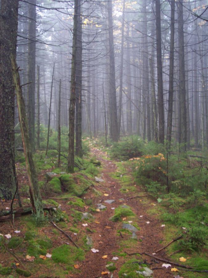 A winding pathway through a misty forest, surrounded by tall trees and lush greenery. The ground is covered with soft moss, rocks, and scattered autumn leaves, creating a serene and tranquil atmosphere. Kennison Mountain Trail mountain bike trail.