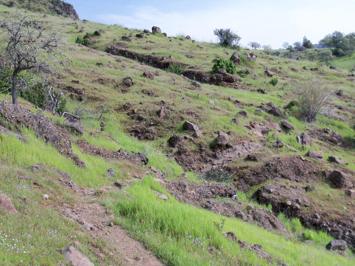 A grassy hillside dotted with rocks and sparse trees under a cloudy sky. The terrain features a winding dirt path leading through the greenery, with a mix of small plants and larger rocky outcrops. Upper Bidwell Park mountain bike trail.