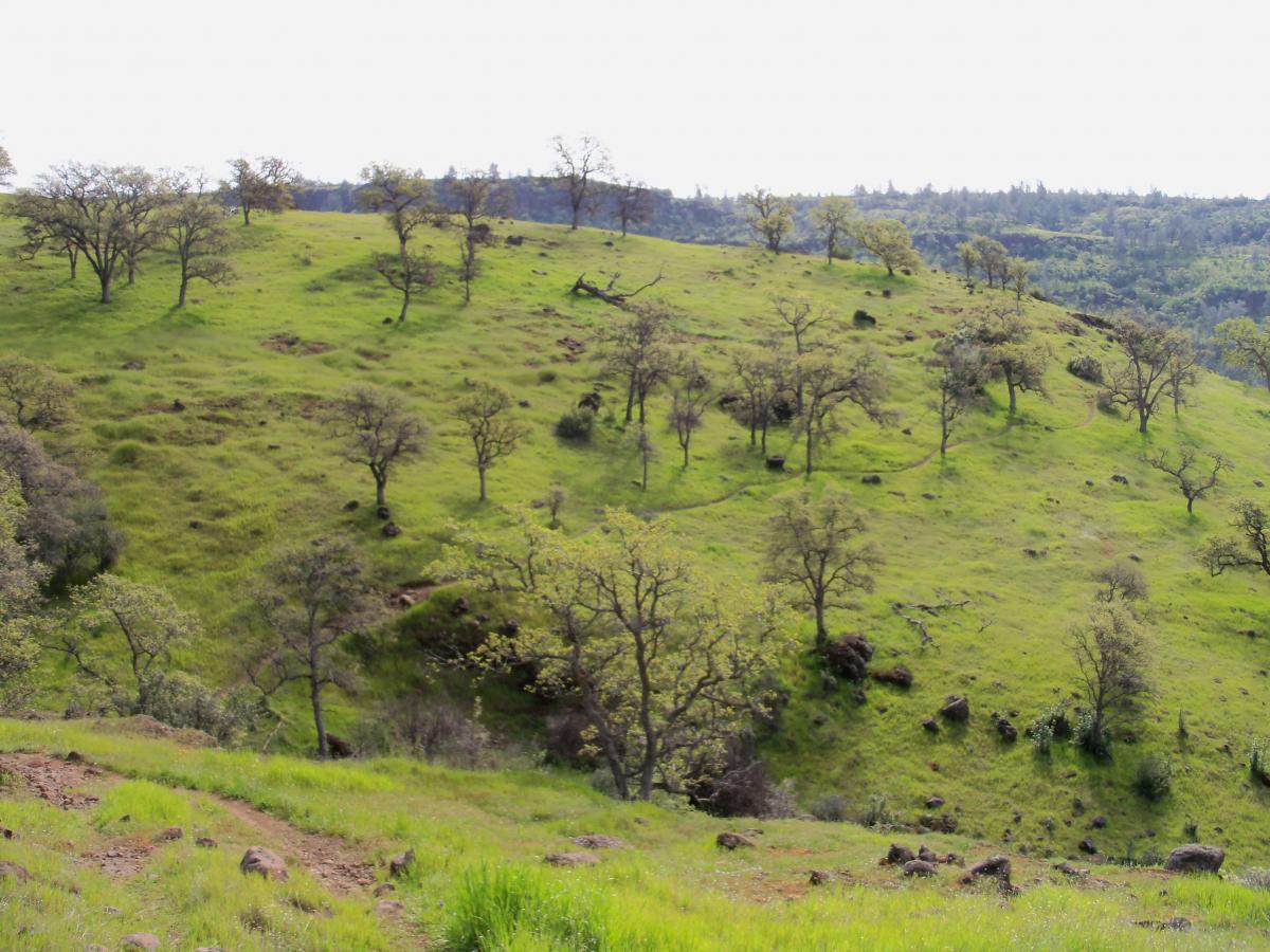 A lush green hillside dotted with scattered trees, under a bright sky. The terrain features gentle slopes and rocky outcrops, creating a serene natural landscape. Upper Bidwell Park mountain bike trail.