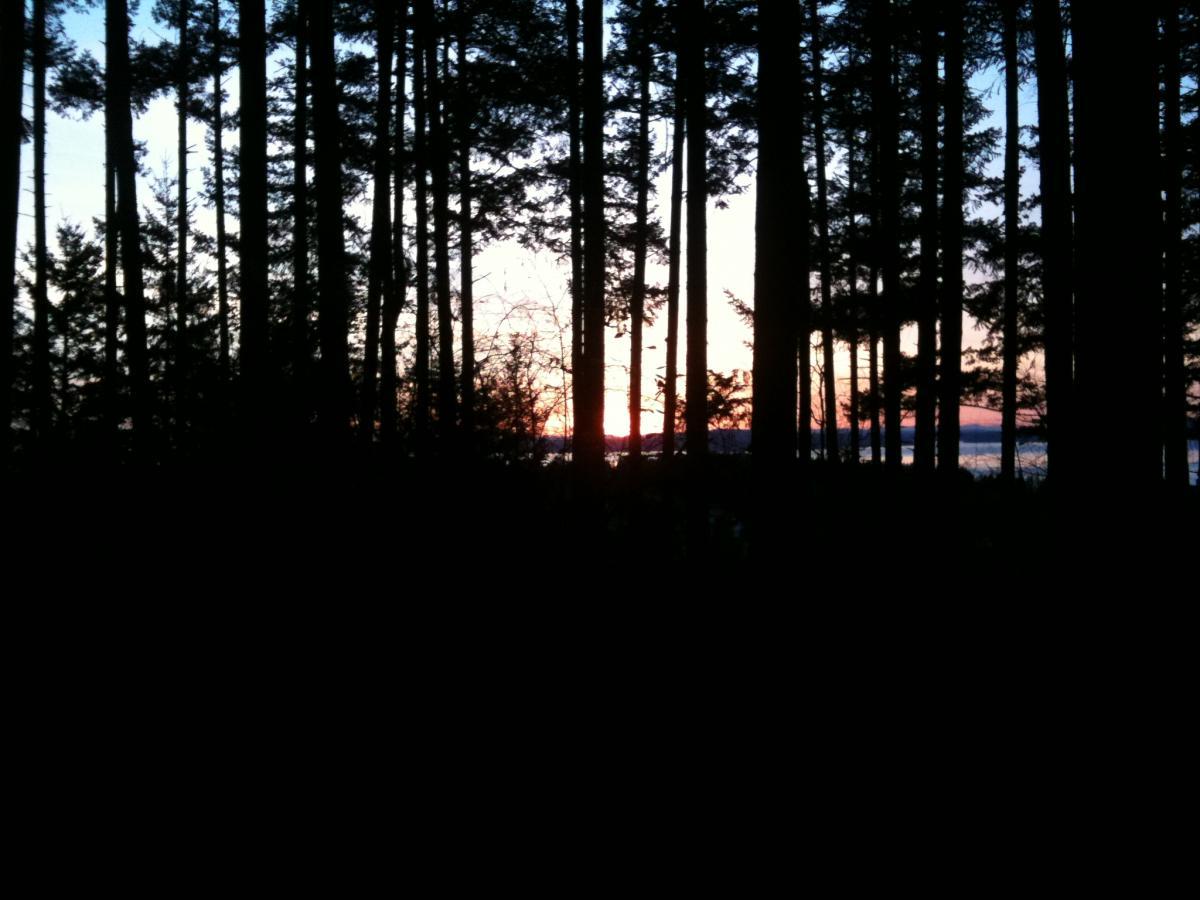 Silhouette of tall trees against a colorful sunset sky, with hints of water visible in the background. The scene captures a serene natural landscape at dusk. Anacortes Community Forest Lands mountain bike trail.
