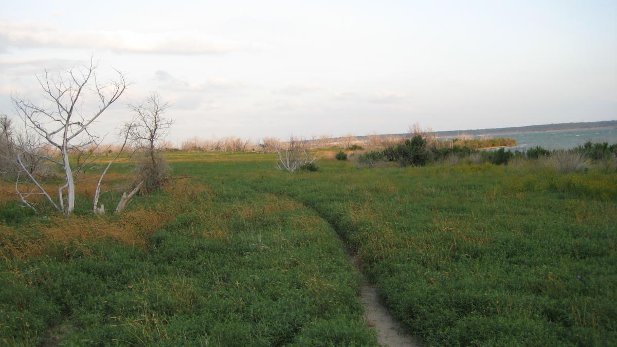 A scenic view of a grassy area leading towards a body of water, with sparse, leafless trees scattered throughout. The sky is partially cloudy, and the landscape features a mix of greenery and yellow grass, creating a natural and tranquil environment. Dana Peak mountain bike trail.