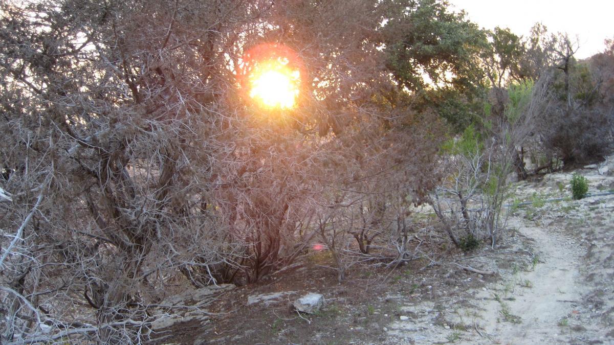 A sunset peeking through dry, sparse trees in a natural landscape, with a winding path leading into the scene. The warm glow of sunlight casts a soft light among the branches, creating a serene and tranquil atmosphere. Dana Peak mountain bike trail.