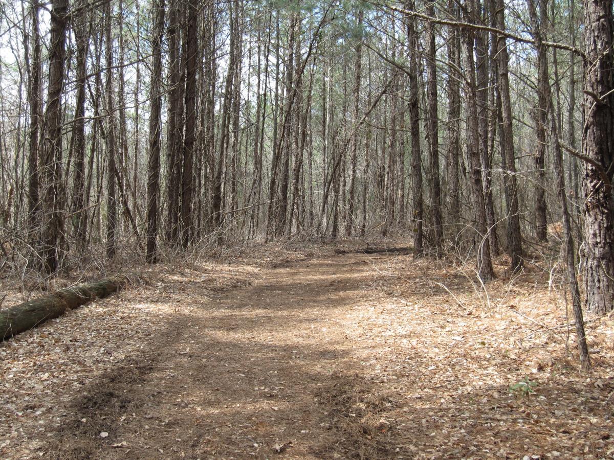 A narrow dirt path winding through a dense forest, lined with tall trees and scattered leaves on the ground. The setting is calm and natural, with a mix of bare branches and green foliage above. The scene conveys a sense of tranquility and invites exploration of the wooded area. South Rockdale Community Park mountain bike trail.