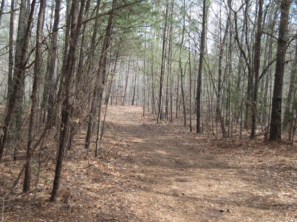 A narrow dirt path winding through a forest of tall trees, with fallen leaves and pine needles covering the ground. The scene suggests a tranquil outdoor setting with soft, natural light filtering through the branches. South Rockdale Community Park mountain bike trail.