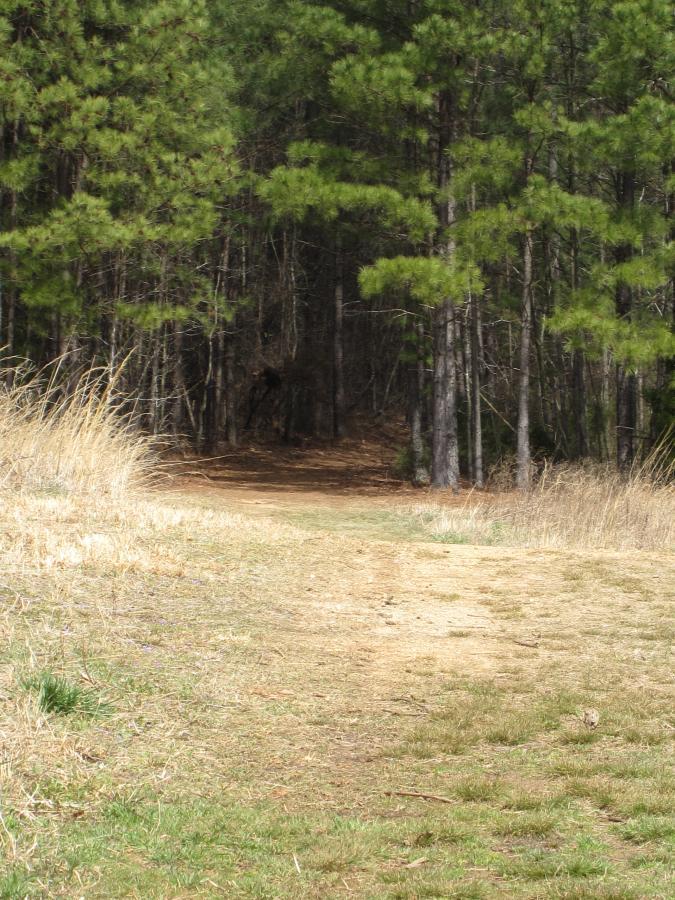 A dirt path leading into a dense forest, flanked by tall pine trees and patches of grass and wild plants. The entrance to the wooded area appears inviting yet slightly mysterious, with a gradual decline into the trees. South Rockdale Community Park mountain bike trail.