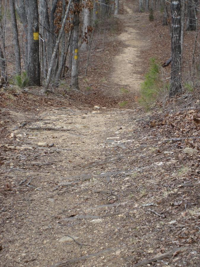 A dirt hiking trail winding through a forest, lined with trees on either side. The path is flanked by fallen leaves and tree roots, with some areas showing exposed soil and stones. Yellow trail markers are visible on some trees in the background. South Rockdale Community Park mountain bike trail.