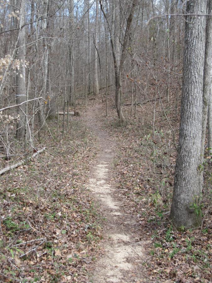 A narrow dirt path winding through a forest of bare trees, with fallen leaves scattered along the ground and hints of green vegetation peeking through. The scene is quiet and secluded, suggesting a peaceful nature trail. South Rockdale Community Park mountain bike trail.