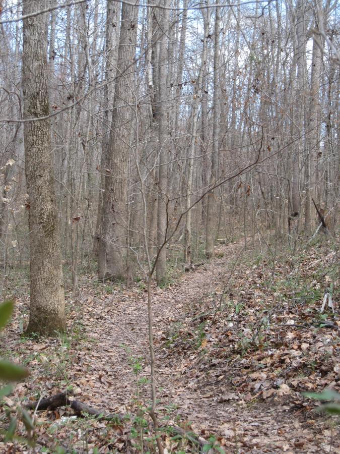 A forest trail winding through a wooded area with bare trees, fallen leaves, and patches of green foliage visible along the pathway. The scene captures a serene and natural environment in early spring or late fall. South Rockdale Community Park mountain bike trail.