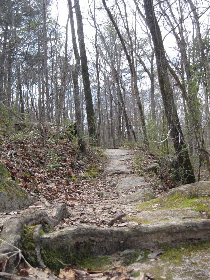 A narrow dirt path winding through a forest, surrounded by tall trees and scattered leaves. The trail features rocky terrain and exposed tree roots, with a cloudy sky above. South Rockdale Community Park mountain bike trail.