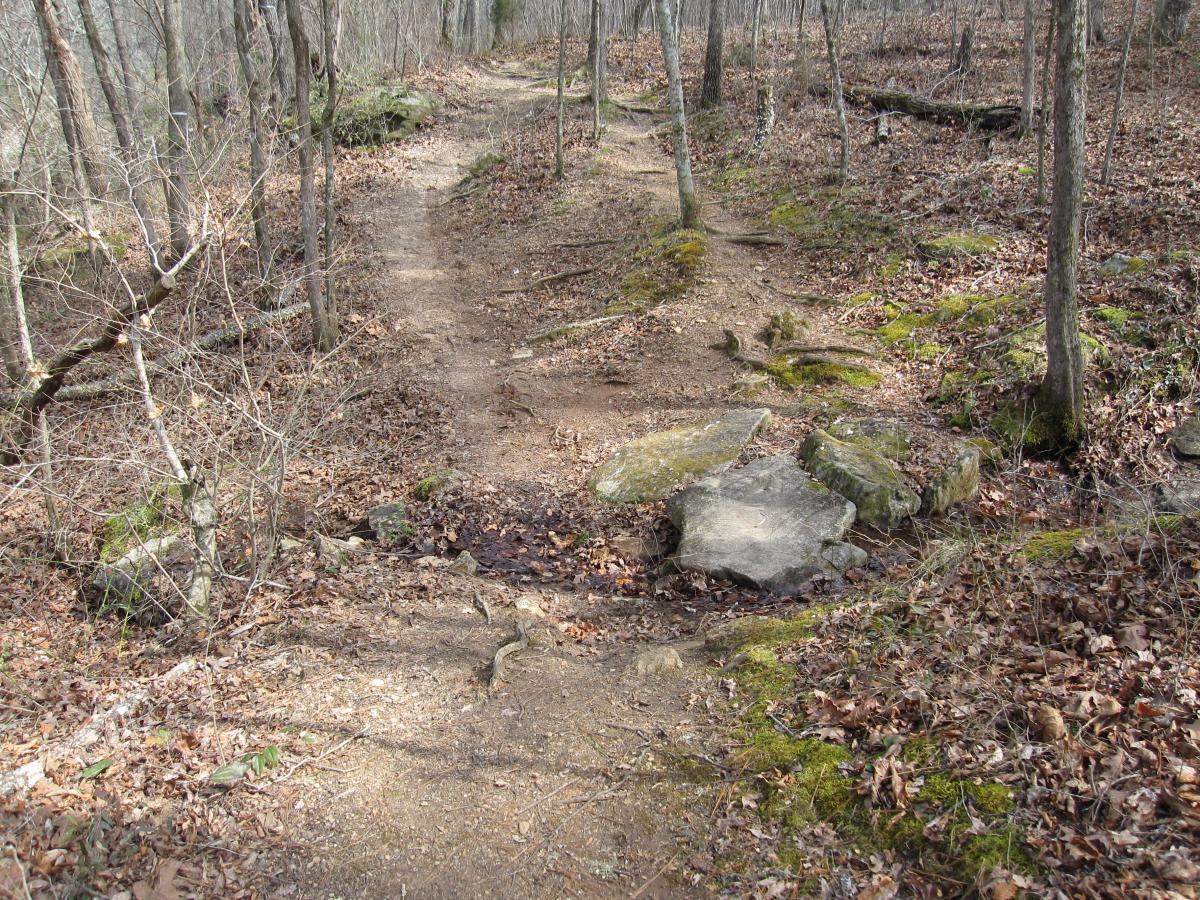 A narrow, winding dirt trail surrounded by trees in a forest, with scattered leaves and rocks along the path. The trail slopes gently and features patches of moss, indicating a natural and serene outdoor environment. South Rockdale Community Park mountain bike trail.
