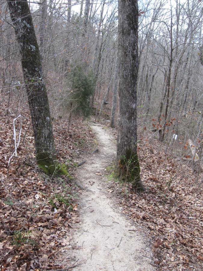 A winding dirt path surrounded by tall trees and dry leaves, leading through a wooded area with a sparse canopy. South Rockdale Community Park mountain bike trail.