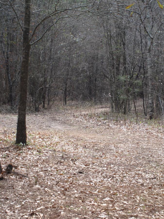 A dirt path winding through a sparse forest with leafless trees and scattered fallen leaves on the ground. The scene appears quiet and slightly overcast, suggesting a tranquil, natural environment. South Rockdale Community Park mountain bike trail.
