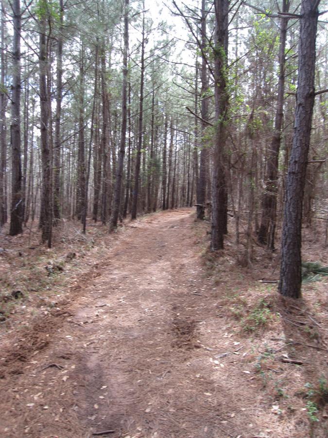 A winding dirt path meanders through a densely wooded area, surrounded by tall pine trees. The forest floor is covered with pine needles and scattered leaves, creating a tranquil and natural atmosphere. South Rockdale Community Park mountain bike trail.