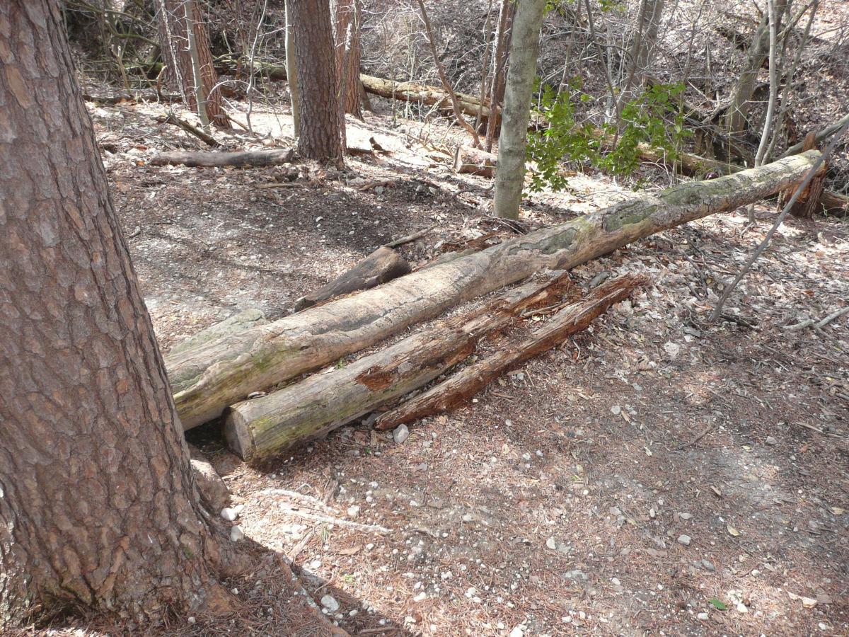 A collection of fallen logs rests on the forest floor, surrounded by trees and scattered leaves. The ground is covered with dry earth and pine needles, creating a natural woodland setting. Laurel Hill Park mountain bike trail.