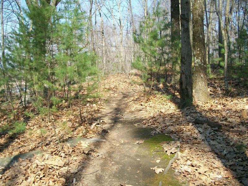 A narrow dirt path winding through a wooded area, surrounded by young pine trees and dry leaves on the ground. The scene is set under a clear blue sky, with trees showing signs of early spring. Rayburn Trails mountain bike trail.