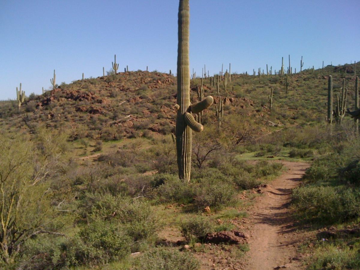 A desert landscape featuring a winding dirt path surrounded by various cacti and vegetation. Tall saguaro cacti stand prominently on the hills in the background against a clear blue sky. Sweetwater Preserve mountain bike trail.