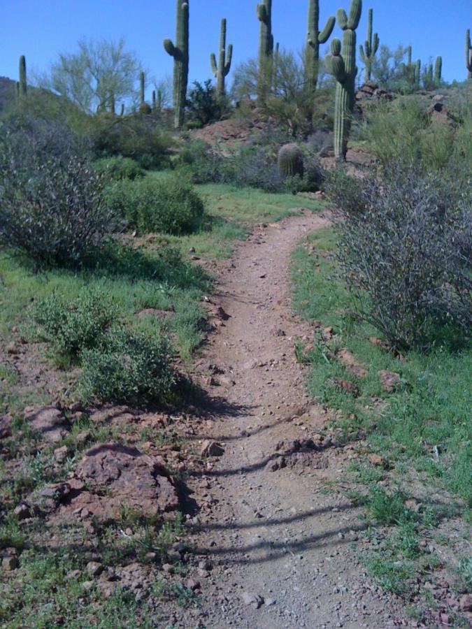 A dirt path leads through a desert landscape, surrounded by green shrubbery and tall cacti against a clear blue sky. The ground is rocky and uneven, indicating a natural trail winding through the terrain. Sweetwater Preserve mountain bike trail.