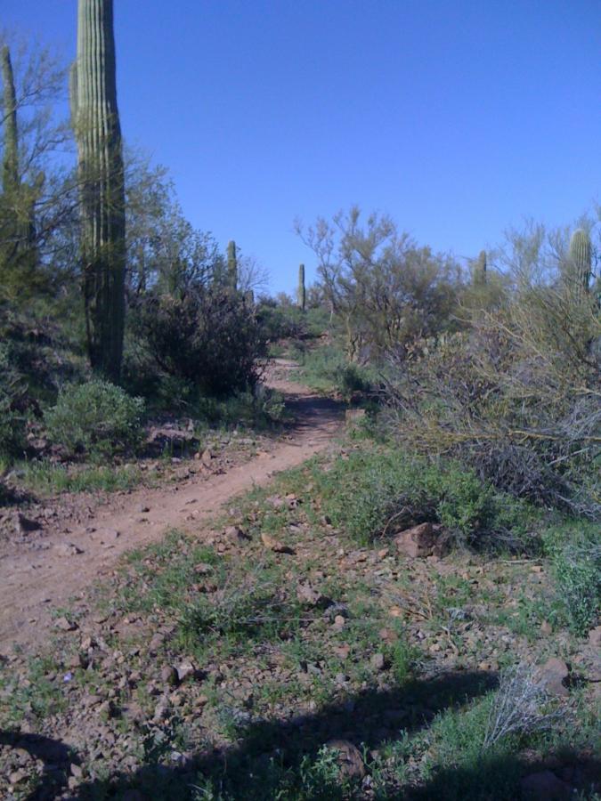 A winding dirt trail in a desert landscape, surrounded by various shrubs and cacti under a clear blue sky. The path is flanked by tall cacti and rocky terrain, showcasing the natural beauty of the arid environment. Sweetwater Preserve mountain bike trail.