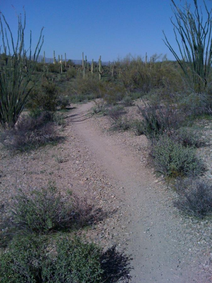 A dirt path winding through a desert landscape, surrounded by various shrubs and tall cacti under a clear blue sky. Sweetwater Preserve mountain bike trail.