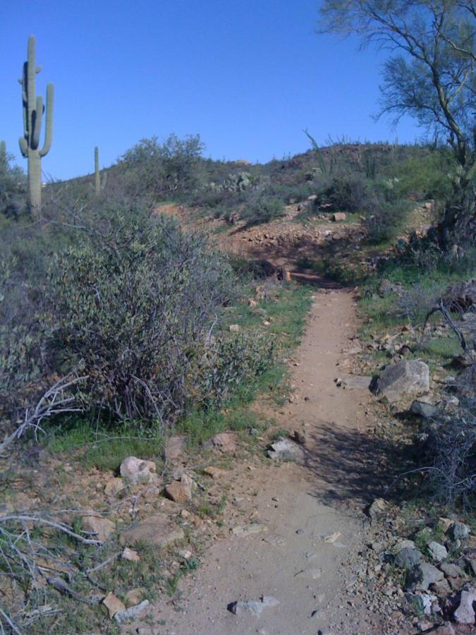 A dirt trail winding through a desert landscape, surrounded by shrubs and cacti, with a clear blue sky above. Sweetwater Preserve mountain bike trail.
