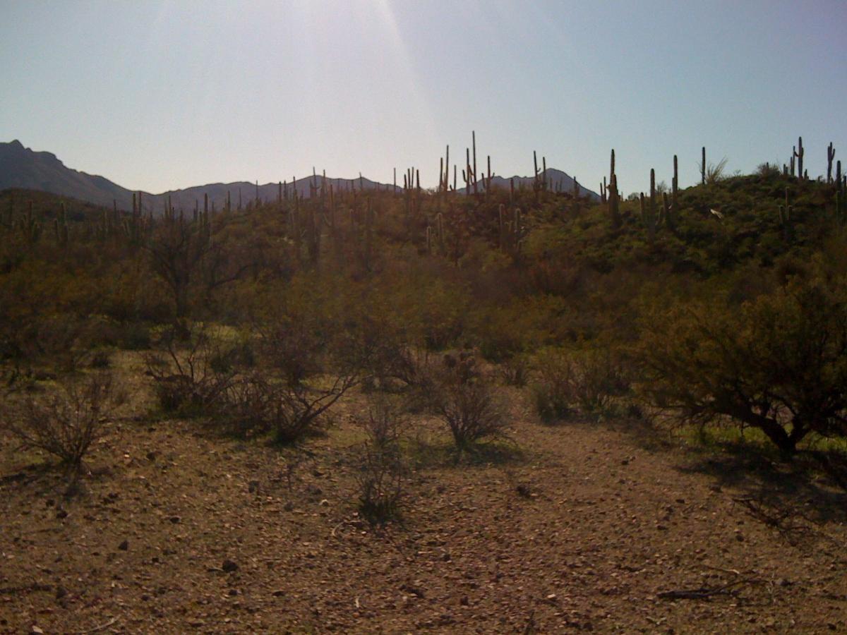 A desert landscape featuring various cacti on a hillside, with mountains visible in the background under a clear blue sky. The terrain is rocky with some sparse vegetation and scattered shrubs in the foreground. The sun casts a warm glow over the scene. Sweetwater Preserve mountain bike trail.