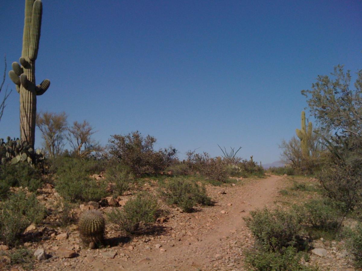 A dirt path running through a desert landscape featuring tall saguaro cacti, smaller round cacti, and various shrubs. The sky is clear and blue, creating a bright and sunny atmosphere. Sweetwater Preserve mountain bike trail.