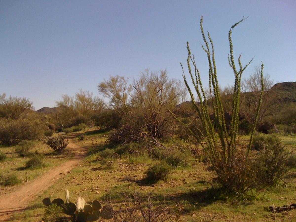 A scenic view of a desert landscape featuring a winding dirt path surrounded by various desert plants, including tall, slender cacti and shrubs, under a clear blue sky. Sweetwater Preserve mountain bike trail.