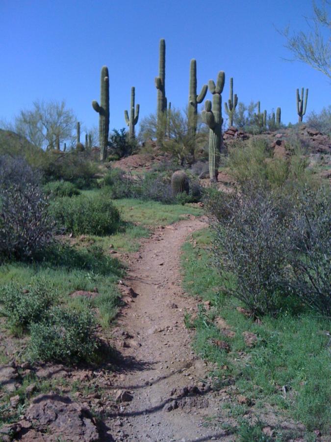 A winding dirt path leads through a desert landscape dotted with tall cacti and green shrubs under a clear blue sky. Sweetwater Preserve mountain bike trail.