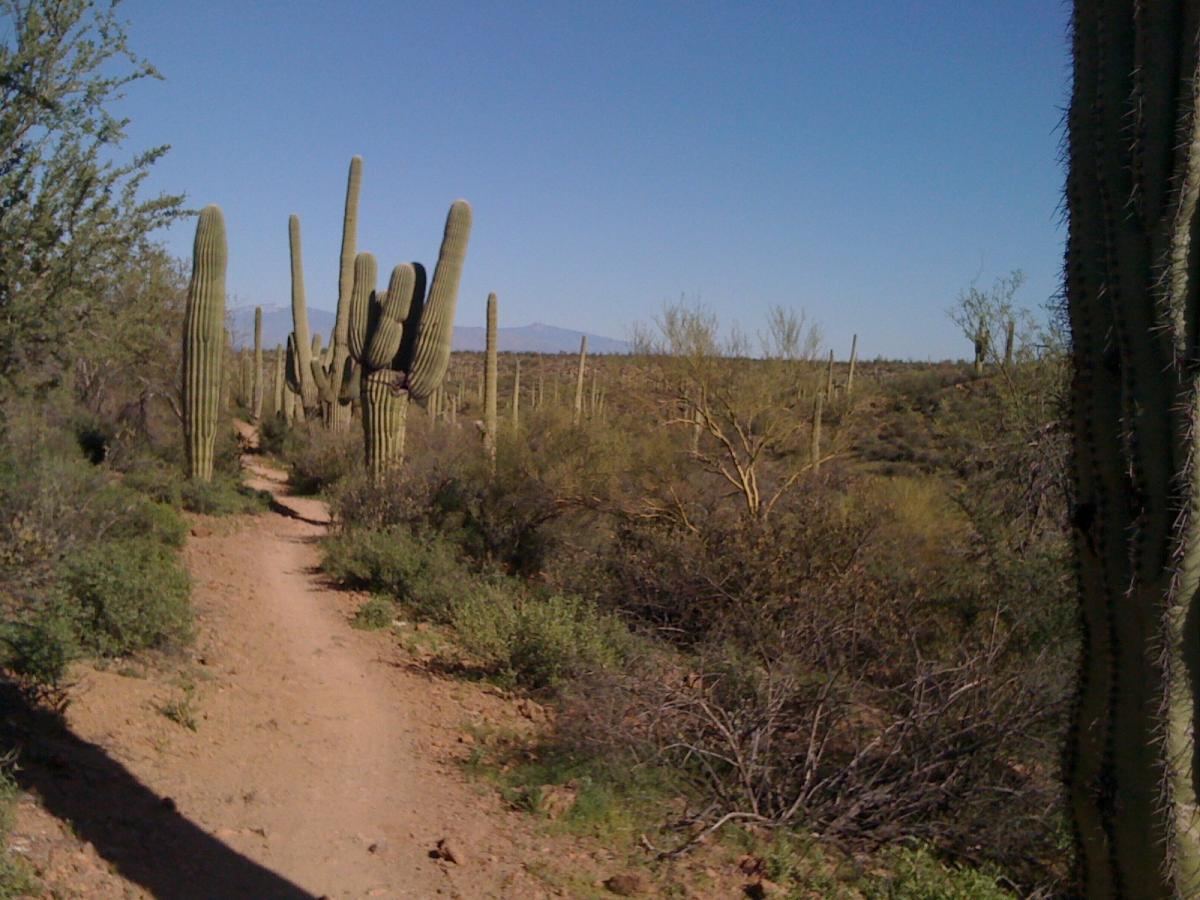 A dirt path winding through a desert landscape, flanked by tall cactus plants and sparse vegetation under a clear blue sky. Mountains are visible in the background. Sweetwater Preserve mountain bike trail.