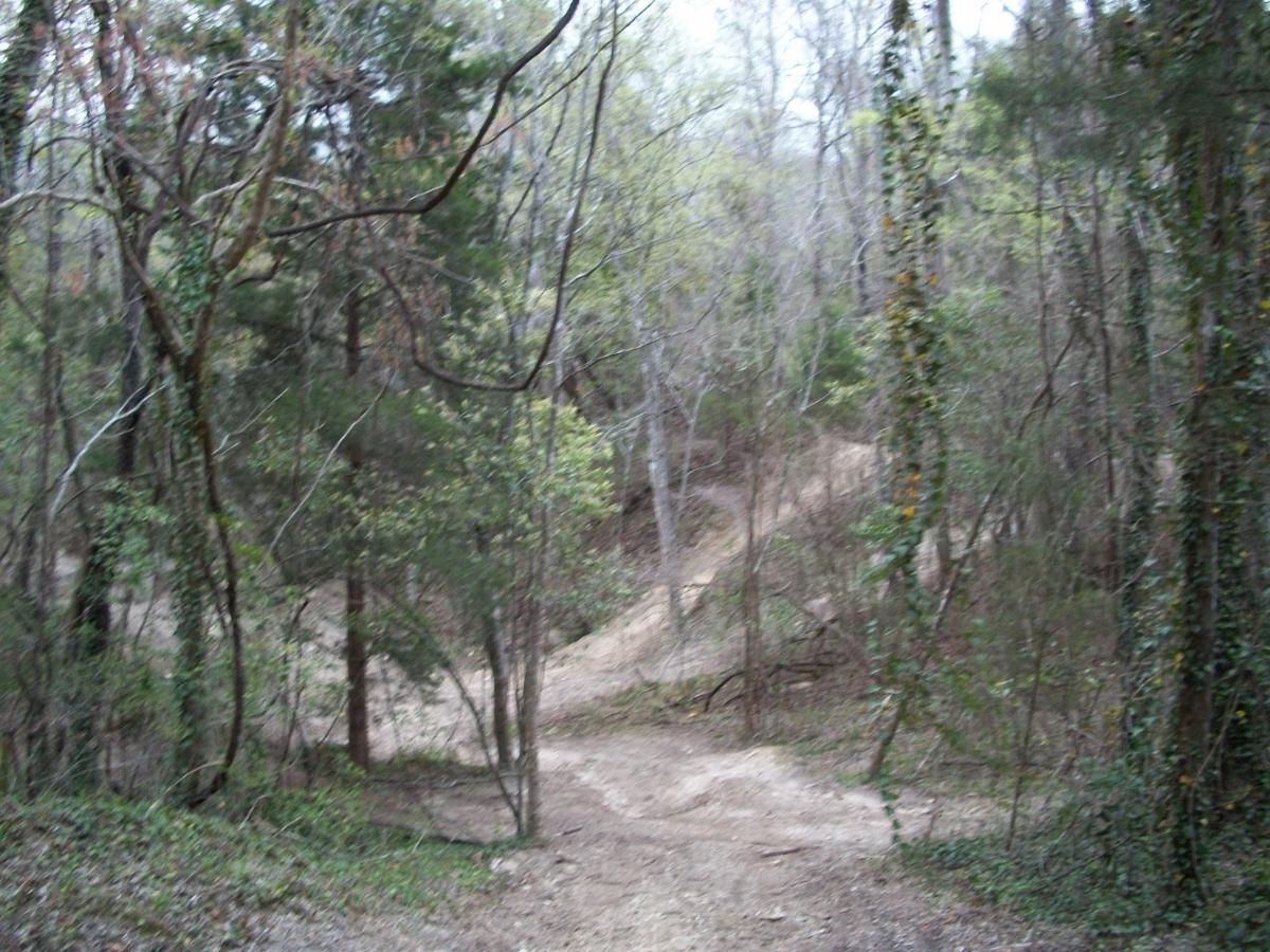 A winding dirt path surrounded by trees and greenery in a wooded area, with natural light filtering through the branches, creating a serene and tranquil atmosphere. Fred Bear mountain bike trail.