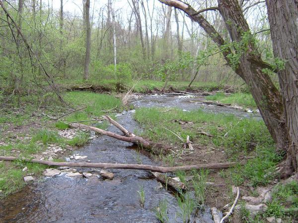 A tranquil scene of a flowing creek surrounded by lush greenery and trees. The water reflects the light, while sections of grass and small rocks line the bank. Fallen branches and logs are scattered along the water's edge, creating a serene natural landscape. Baird Creek mountain bike trail.