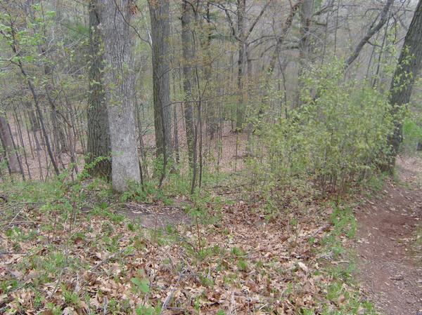 A wooded area with tall trees and a gentle slope covered in fallen leaves. Small bushes and new green growth are visible, creating a serene atmosphere of early spring. A dirt path winds through the scene, inviting exploration. Baird Creek mountain bike trail.