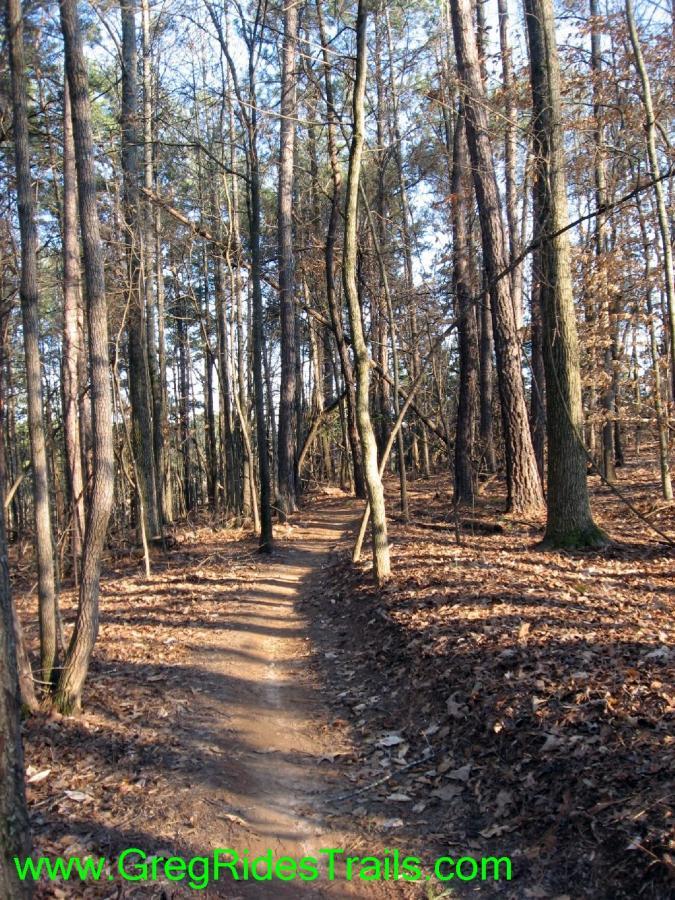 A winding dirt trail through a wooded area, surrounded by tall trees with sparse foliage and fallen leaves covering the ground. The scene is bright and sunny, showcasing a tranquil outdoor environment ideal for hiking or biking. Gainesville College mountain bike trail.